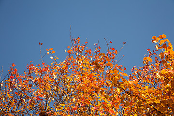 Image showing Bright autumn foliage