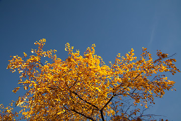Image showing Bright autumn foliage