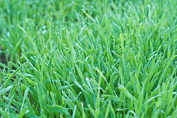 Image showing Morning dew