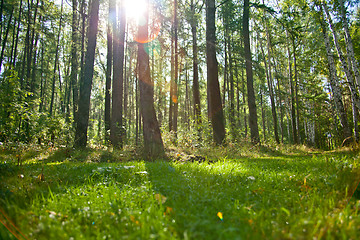 Image showing Forest landscape