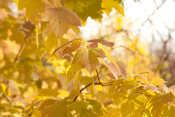 Image showing Autumn leaves