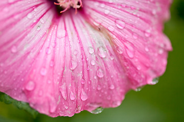 Image showing Pink flower