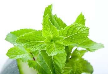 Image showing Fresh mint leaves