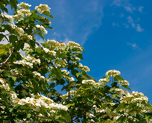 Image showing Blooming viburnum