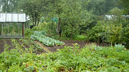 Image showing Vegetable garden