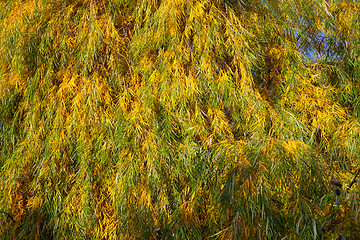 Image showing Willow leaves in autumn