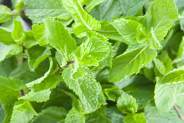 Image showing Fresh mint leaves