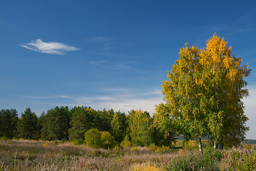 Image showing Autumn forest