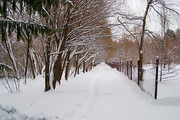 Image showing Avenue of trees