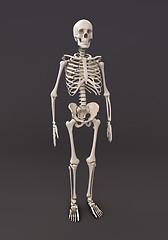 Image showing Skeleton of a gray background