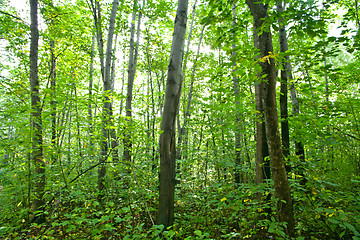 Image showing Forest landscape