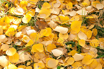 Image showing Autumn leaves