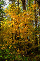 Image showing Yellow autumn rowan