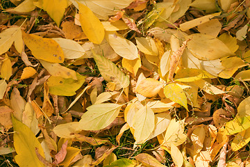 Image showing Autumn leaves