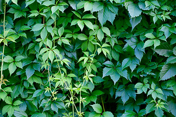 Image showing Hedgerow