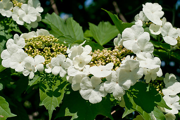 Image showing White flowers Viburnum