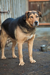 Image showing Large guard dog