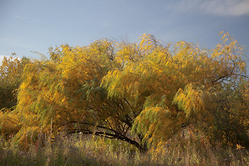 Image showing Autumn landscape