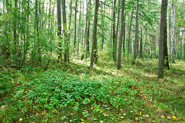 Image showing Forest landscape