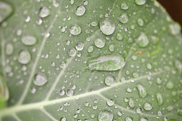 Image showing Green Leaf