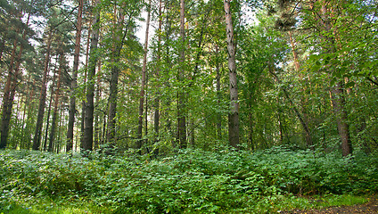 Image showing Forest landscape