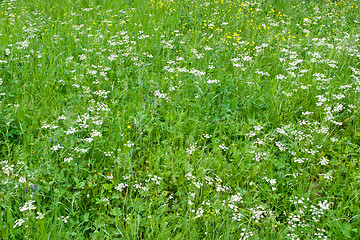 Image showing Grass and wildflowers