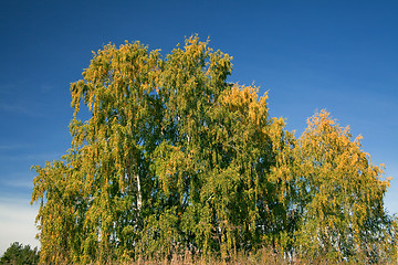 Image showing Autumn forest