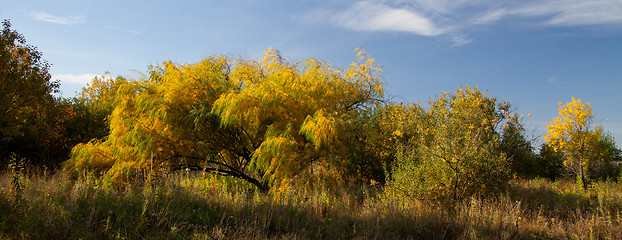 Image showing Willow leaves in autumn