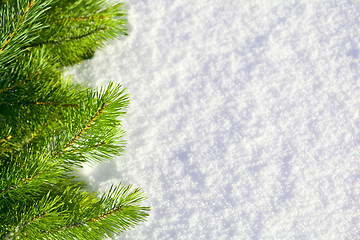 Image showing Winter forest background