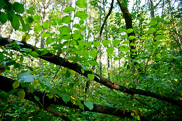 Image showing Forest landscape