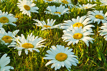 Image showing White daisies