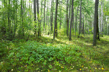 Image showing Forest landscape