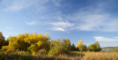 Image showing Willow leaves in autumn