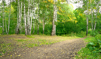 Image showing Forest landscape