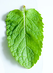 Image showing Fresh mint leaves