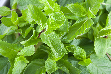 Image showing Fresh mint leaves