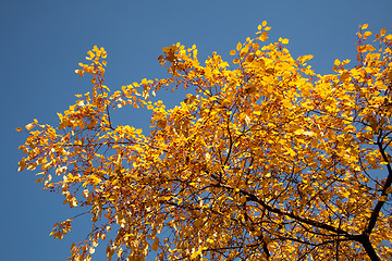 Image showing Bright autumn foliage