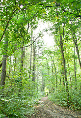 Image showing Forest landscape