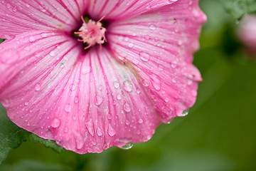 Image showing Pink flower