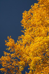 Image showing Bright autumn foliage