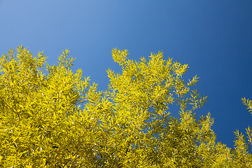 Image showing Autumn landscape