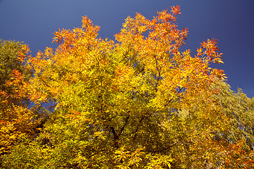 Image showing Bright autumn foliage