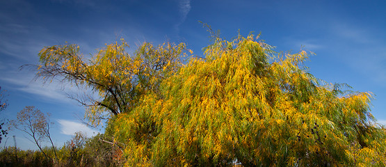 Image showing Willow leaves in autumn