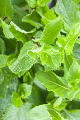 Image showing Fresh mint leaves