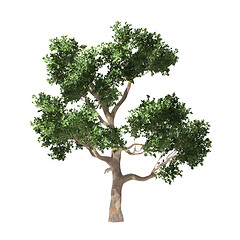 Image showing Tree isolated