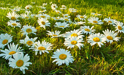 Image showing White daisies