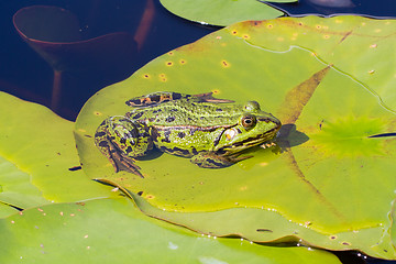 Image showing Common Frog (Rana temporaria) 