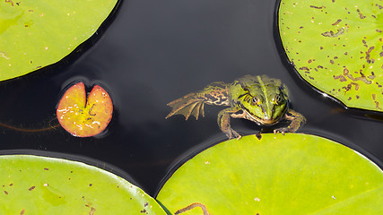 Image showing Common Frog (Rana temporaria) 