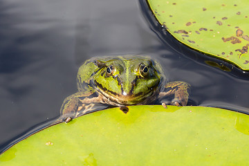 Image showing Common Frog (Rana temporaria) 