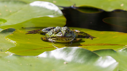 Image showing Common Frog (Rana temporaria) 